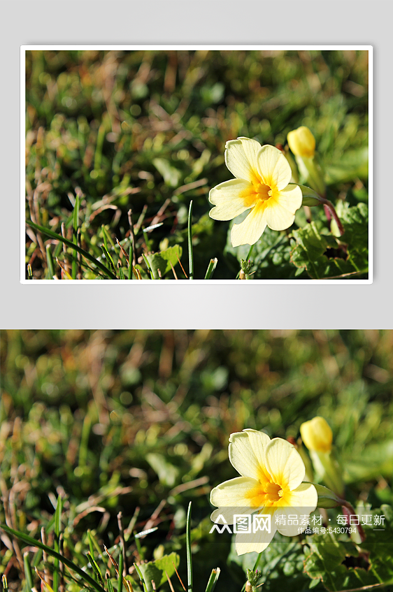 报春花植物实拍花丛摄影图素材