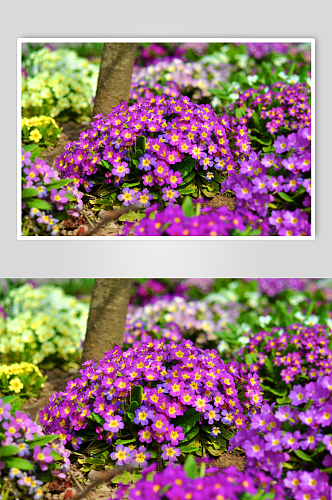 报春花植物实拍花丛摄影图