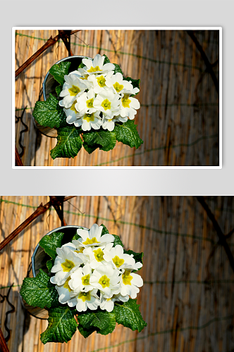 报春花植物实拍花丛摄影图