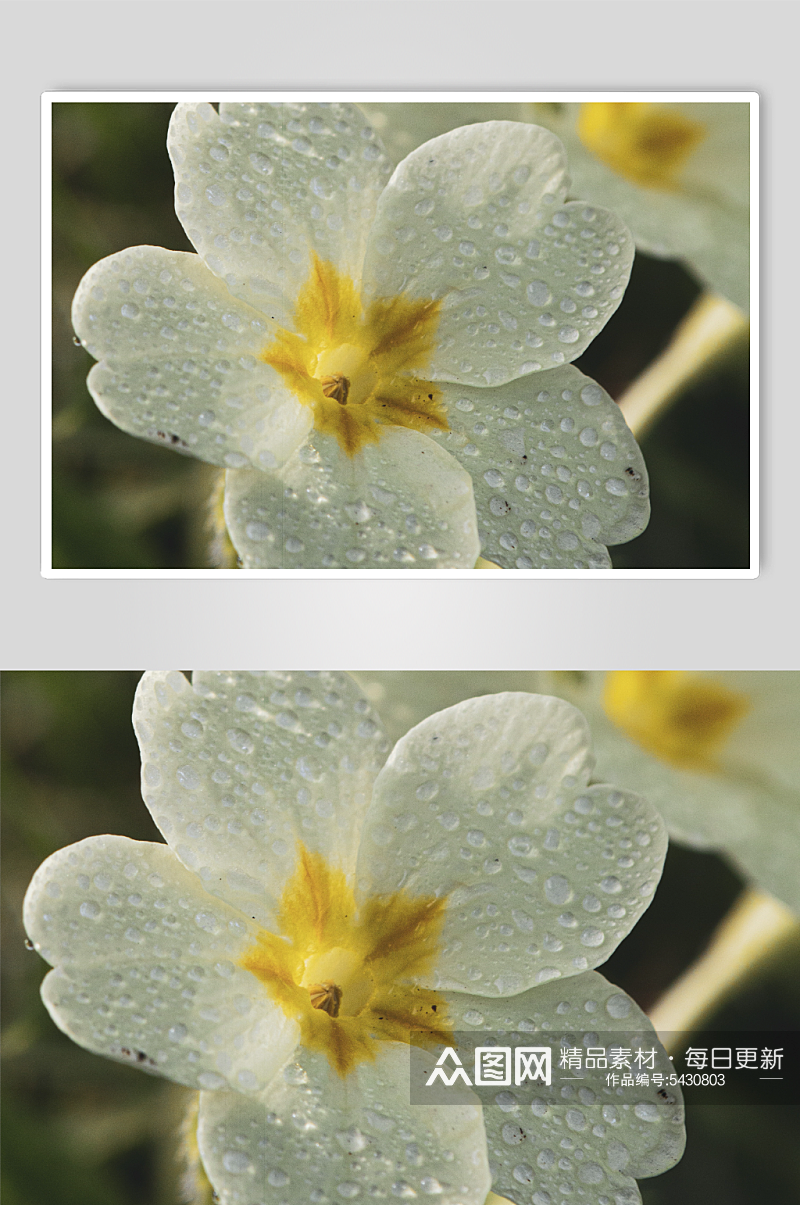 报春花植物实拍花丛摄影图素材