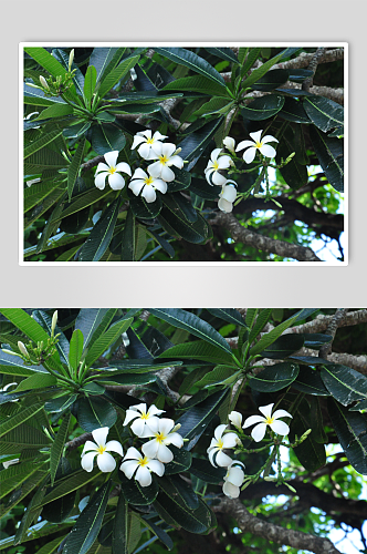 鸡蛋花植物花丛摄影图