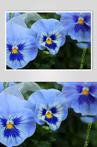 植物花朵三色堇摄影图