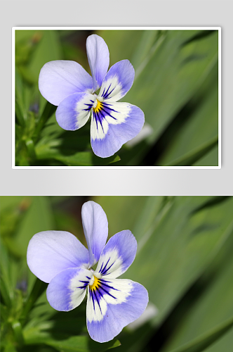 植物花朵三色堇摄影图