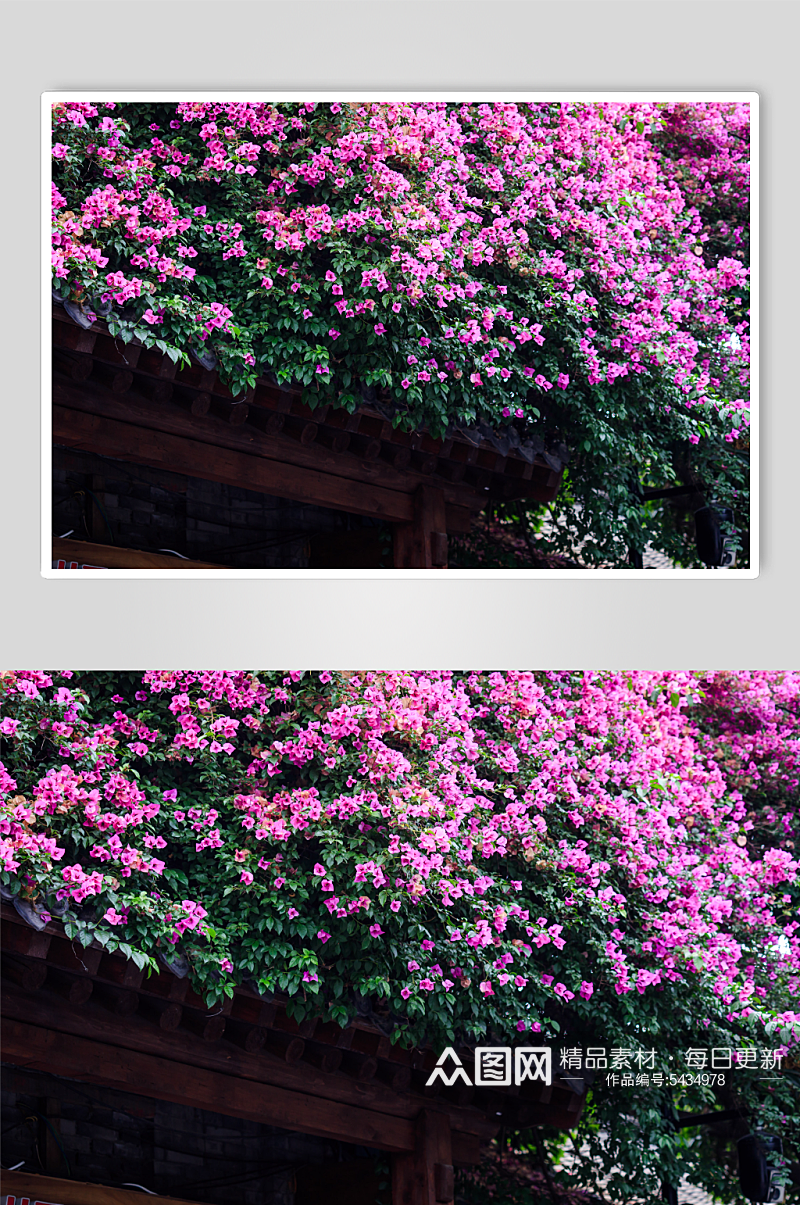 三角梅植物花朵摄影图素材