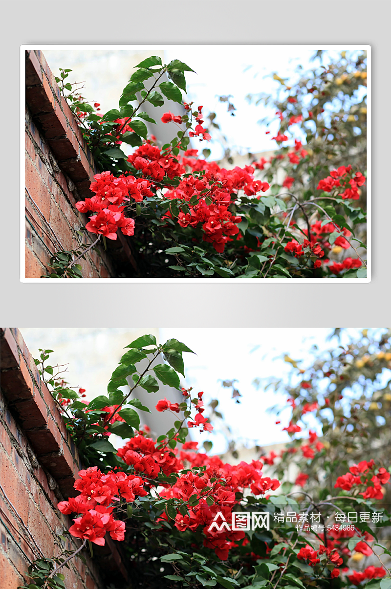 三角梅植物花朵摄影图素材