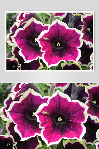 牵牛花植物花朵摄影图