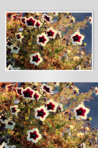 牵牛花植物花朵摄影图