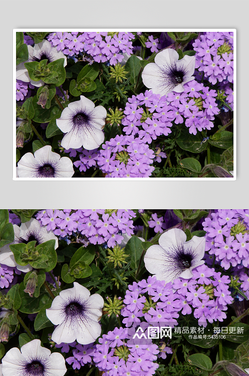 牵牛花植物花朵摄影图素材