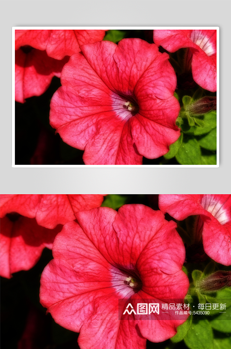 牵牛花植物花朵摄影图素材