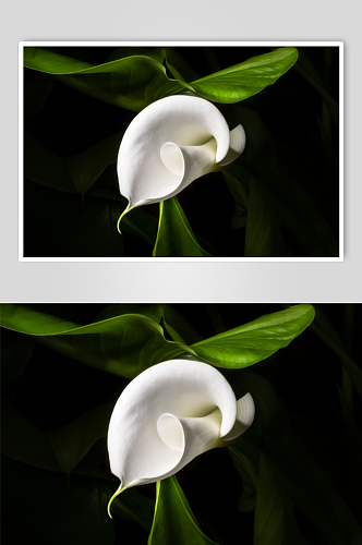 马蹄莲植物摄影图片