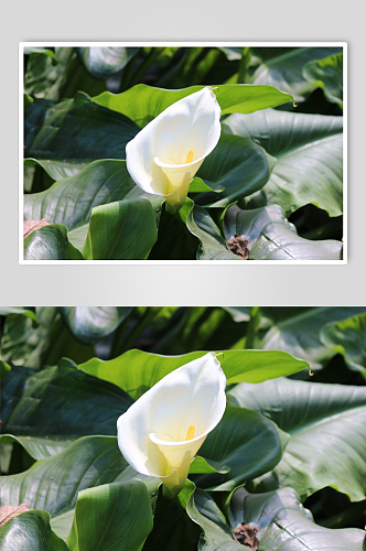 马蹄莲植物摄影图片