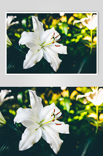 花卉植物百合花摄影图