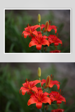 花卉植物百合花摄影图