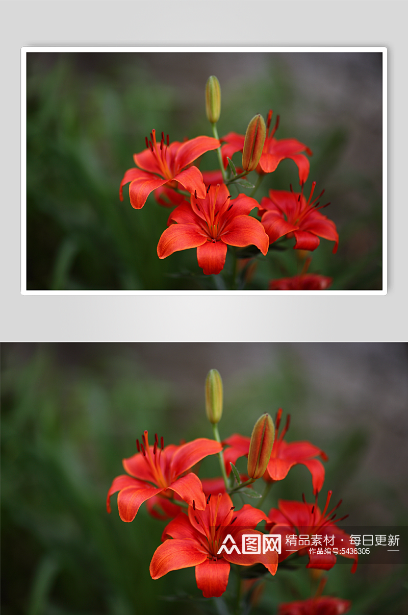 花卉植物百合花摄影图素材