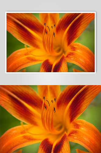 花卉植物百合花摄影图