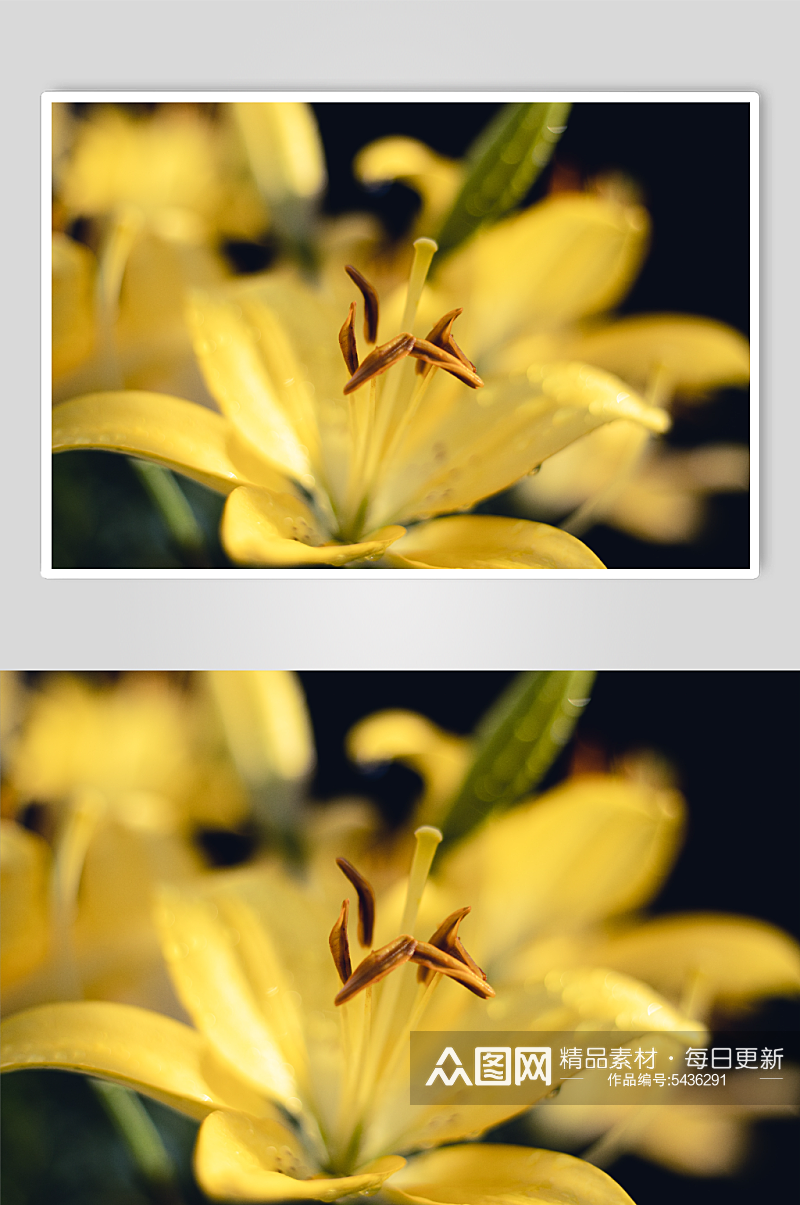 花卉植物百合花摄影图素材