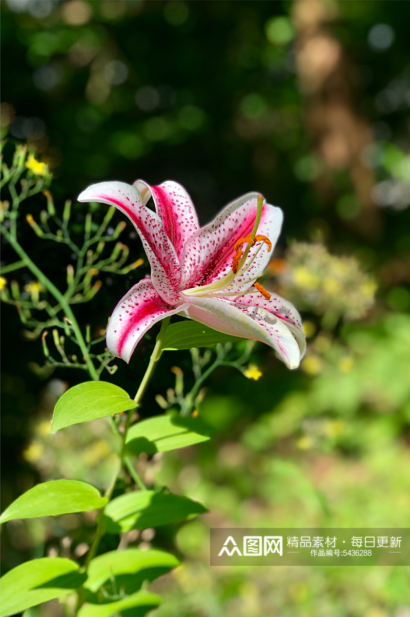 花卉植物百合花摄影图素材