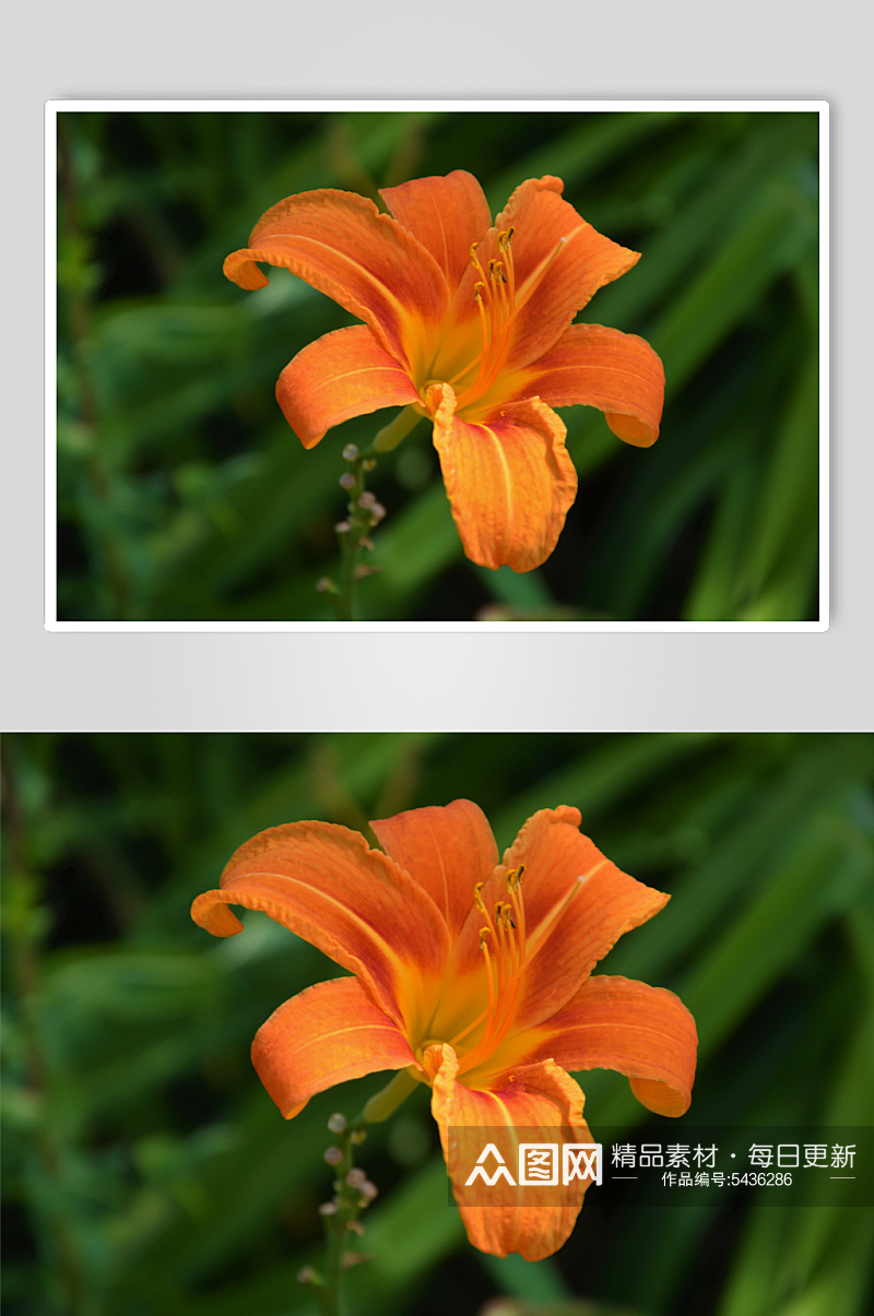 花卉植物百合花摄影图素材