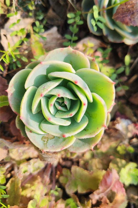 多肉植物实拍摄影图