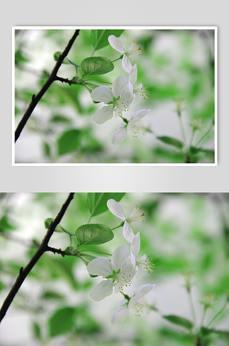 海棠花高清摄影图片