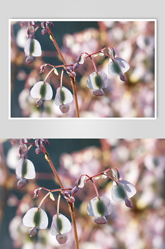 海棠花高清摄影图片