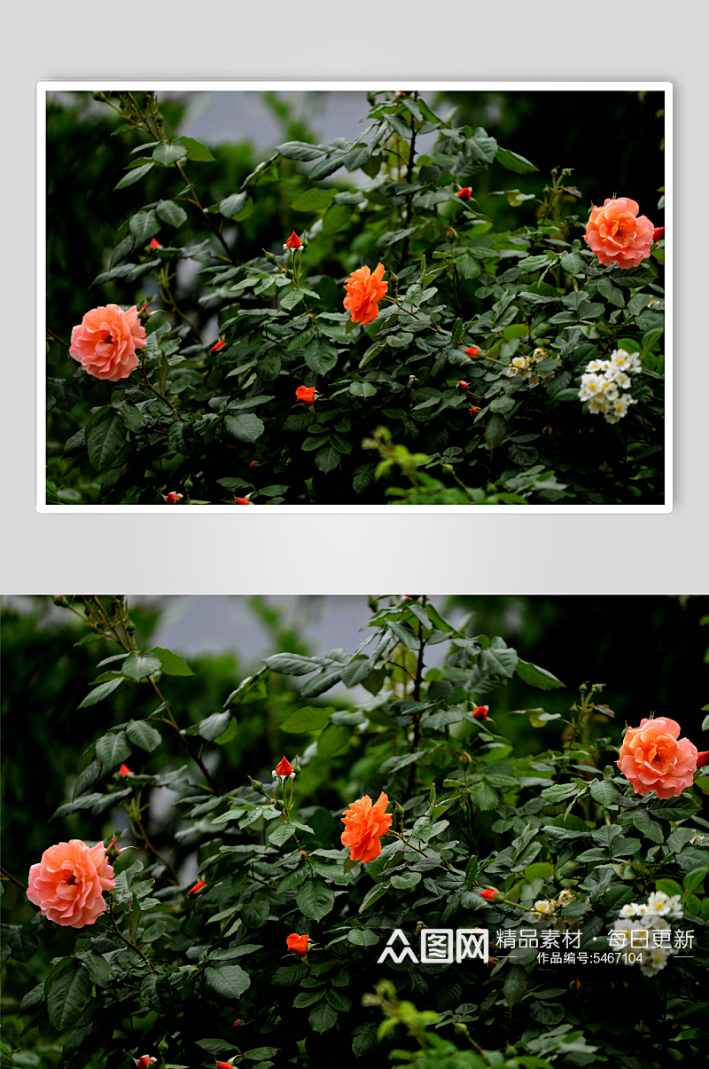 花卉蔷薇摄影图片素材