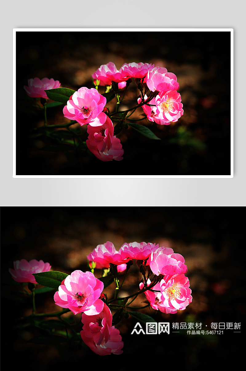 花卉蔷薇摄影图片素材