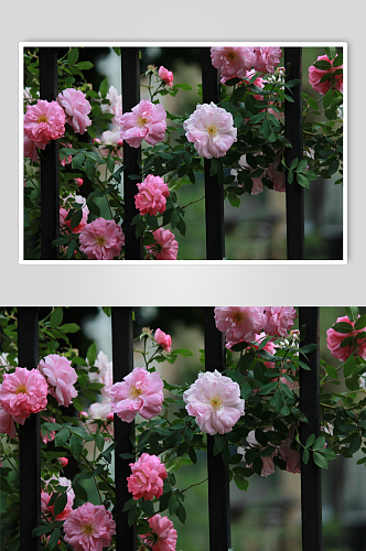 花卉蔷薇摄影图片