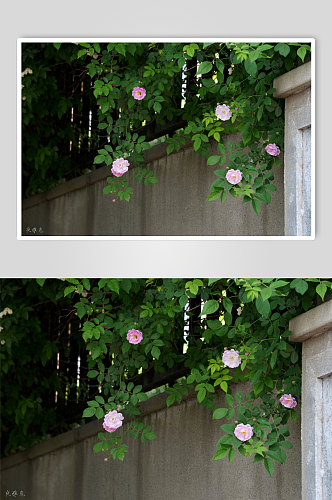 花卉蔷薇摄影图片