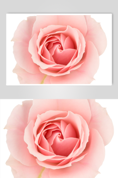 粉色玫瑰唯美创意摄影图
