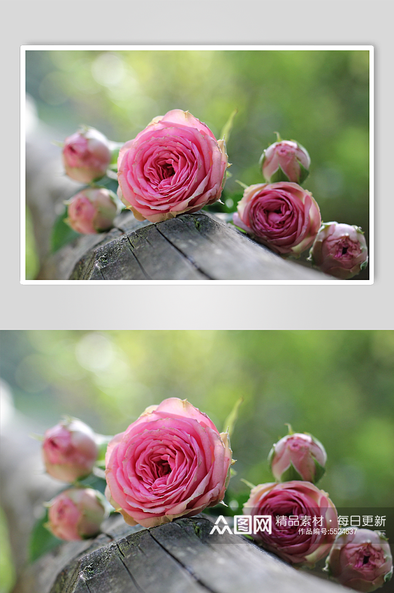 粉色玫瑰唯美创意摄影图素材