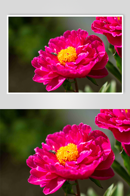 牡丹花卉植物摄影图