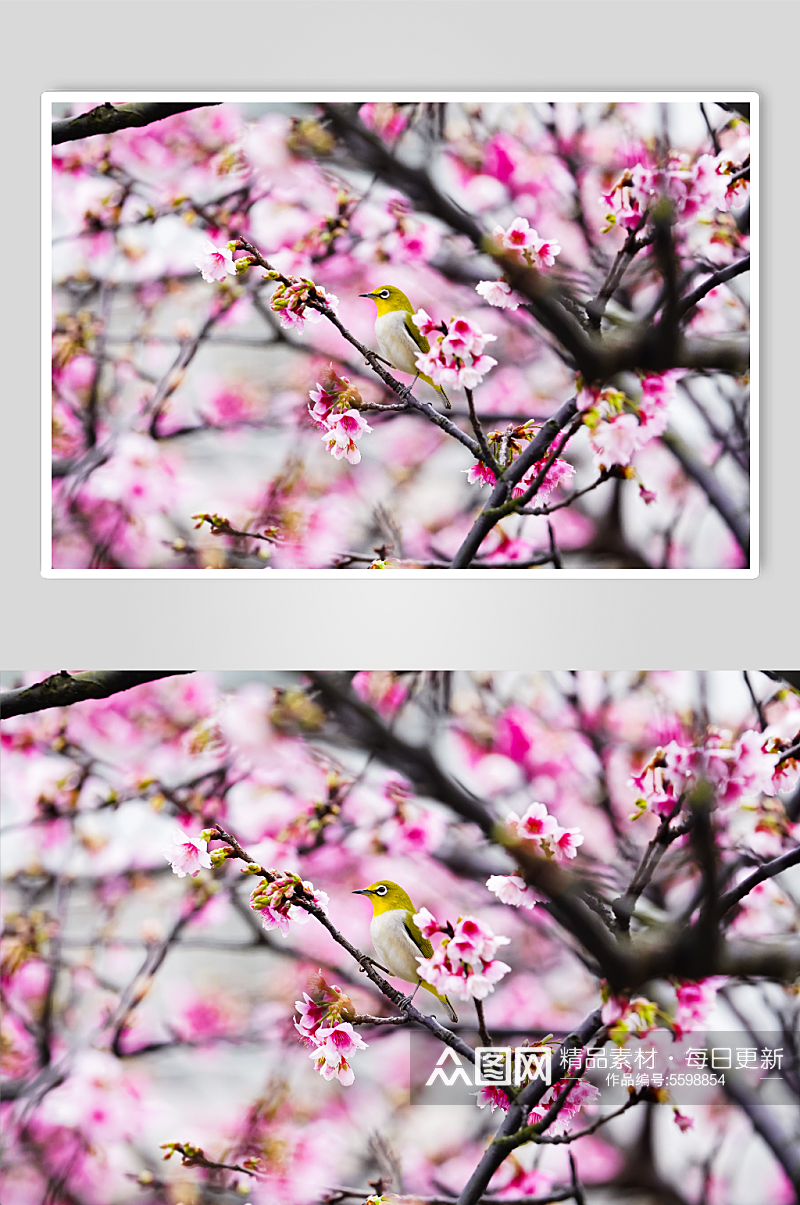 武汉樱花创意摄影图素材