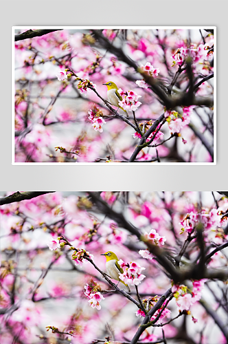 武汉樱花创意摄影图