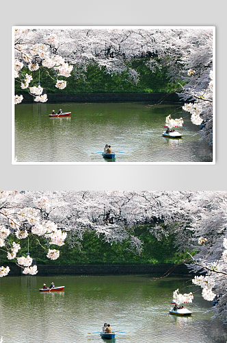 武汉樱花创意摄影图