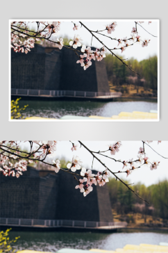 粉色清新桃花摄影图
