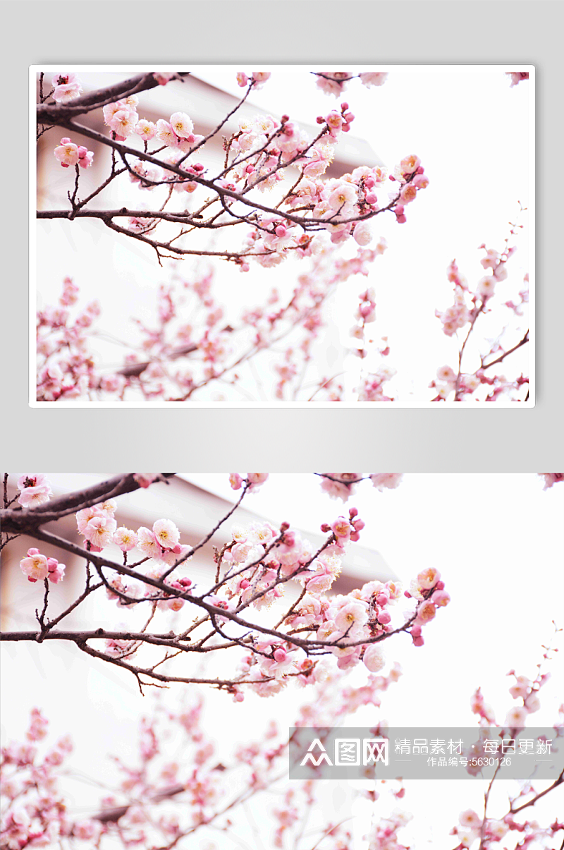 粉色清新桃花摄影图素材