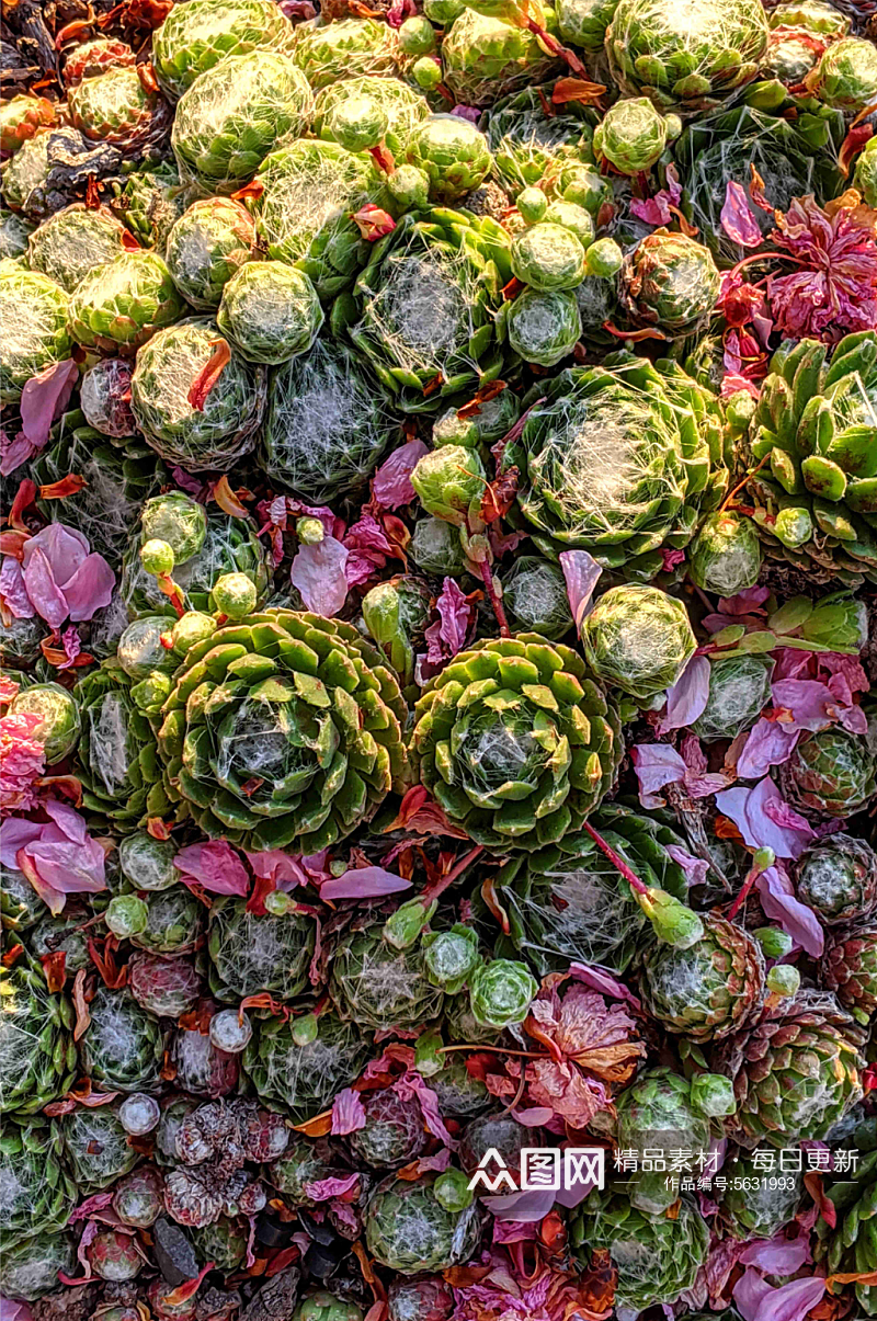 绿色可爱多肉植物摄影图素材