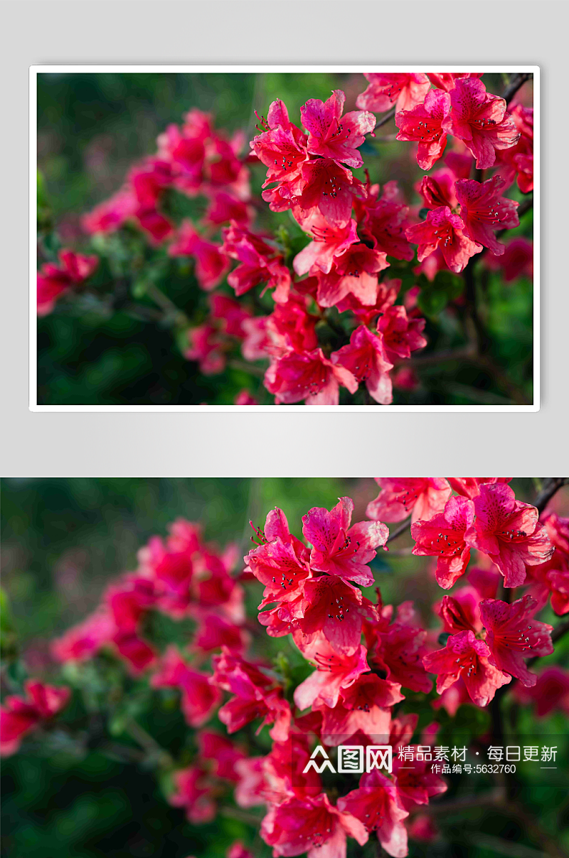 紫色杜鹃花植物摄影图素材