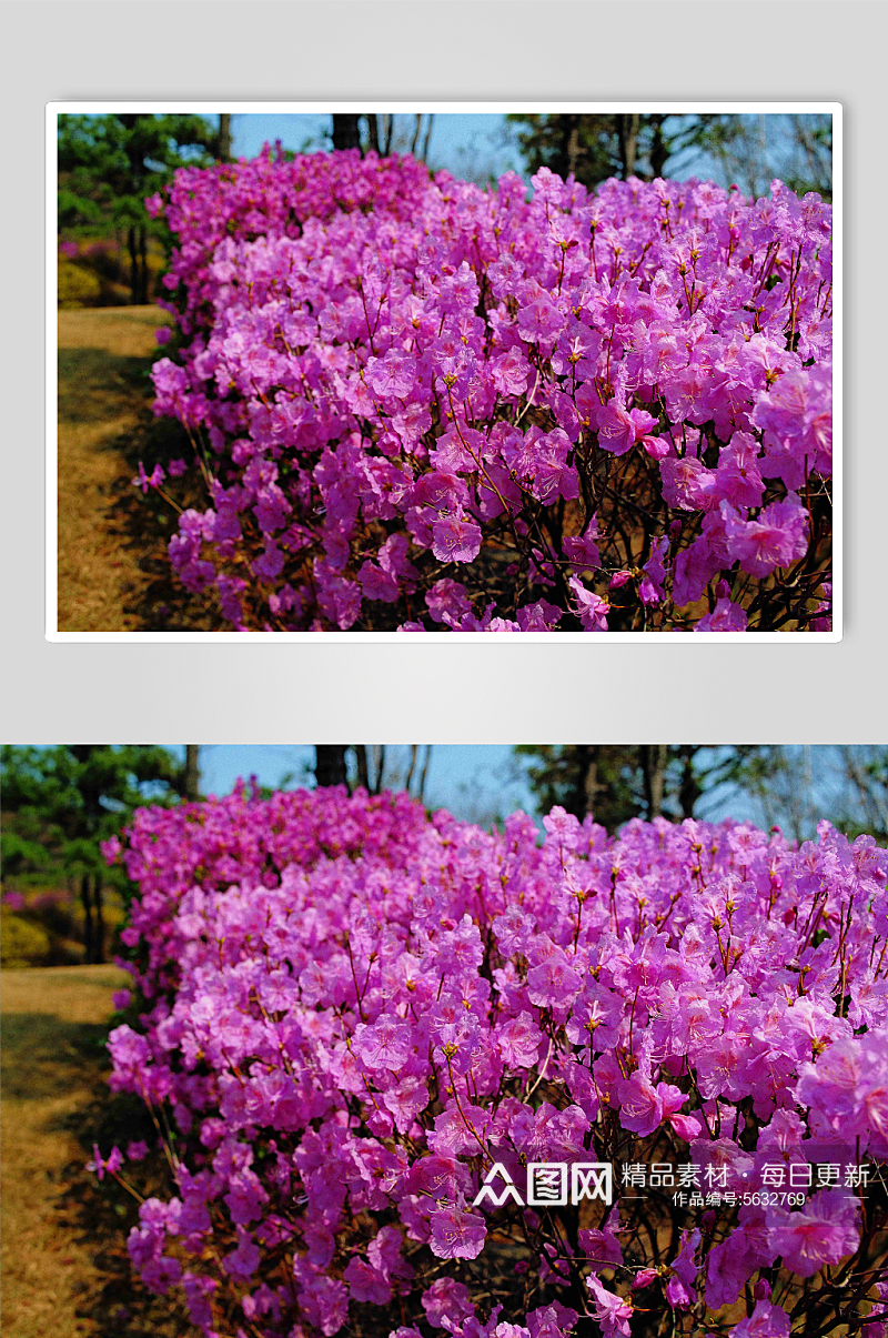 紫色杜鹃花植物摄影图素材
