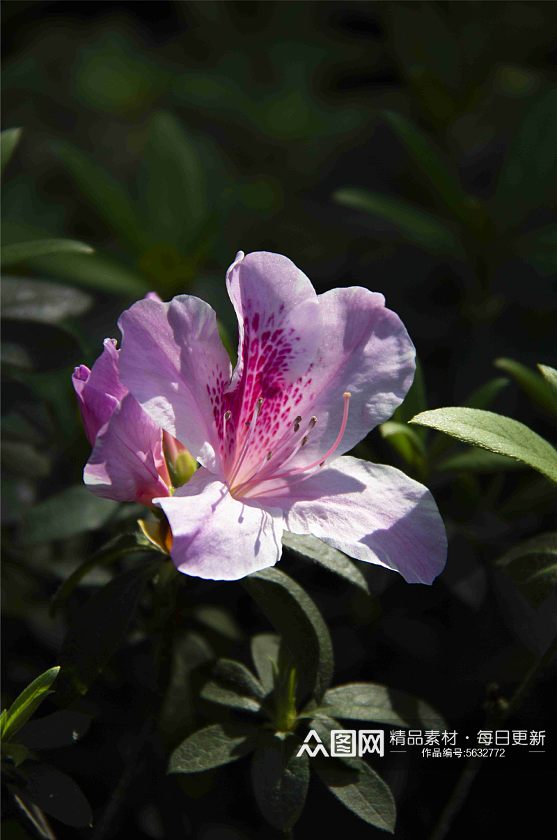 紫色杜鹃花植物摄影图素材