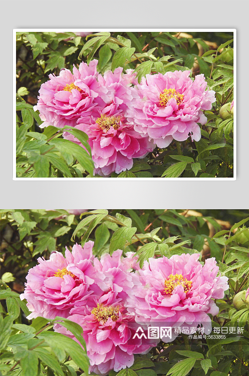 富贵大气牡丹花卉摄影图素材