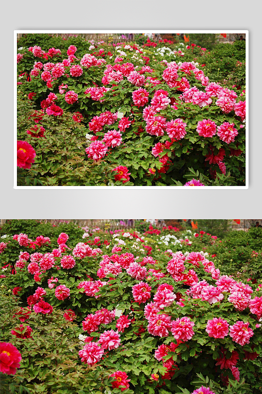 富贵大气牡丹花卉摄影图