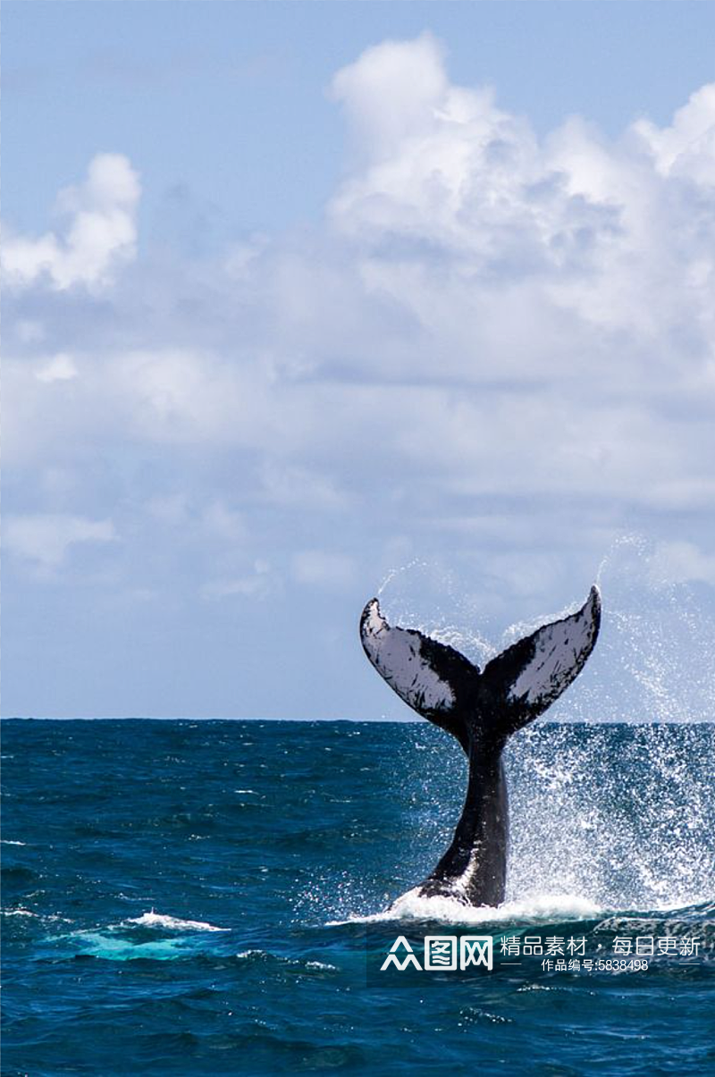 精美高清唯美鲸鱼摄影图素材