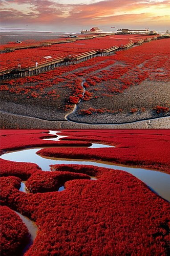 精美高清唯美红色花海风景摄影图