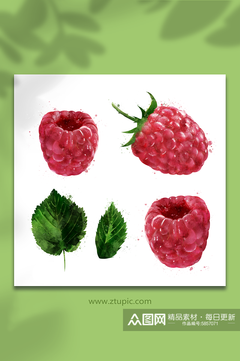 手绘水果树莓插画免抠元素素材