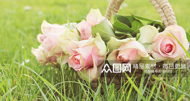 色彩鲜艳玫瑰花花朵摄影图片素材