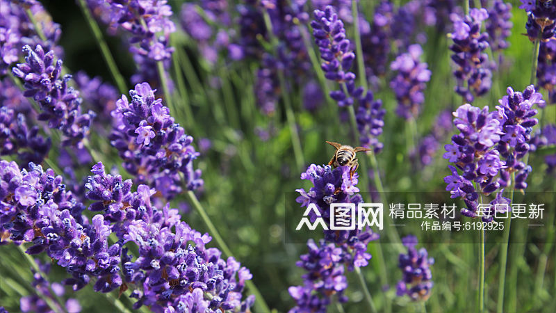 紫薰衣草花海花卉摄影图图片素材