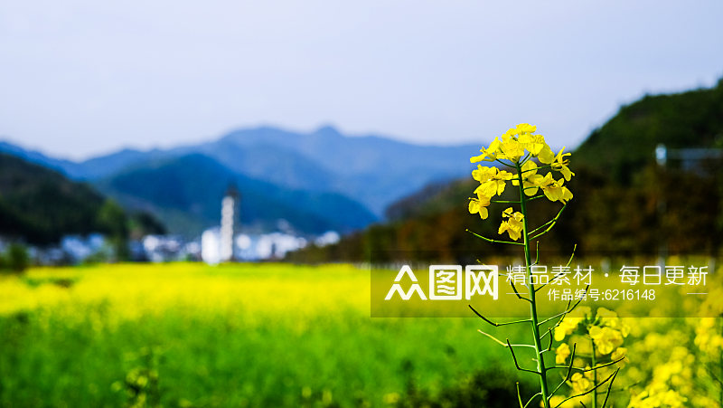 高清油菜花花海植物花朵摄影图素材