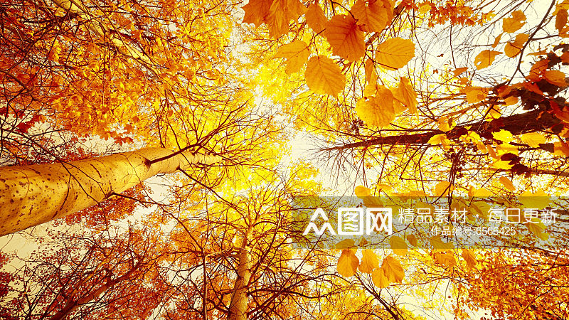 秋季红树林森林治愈风景摄影图素材